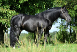 Whizard11