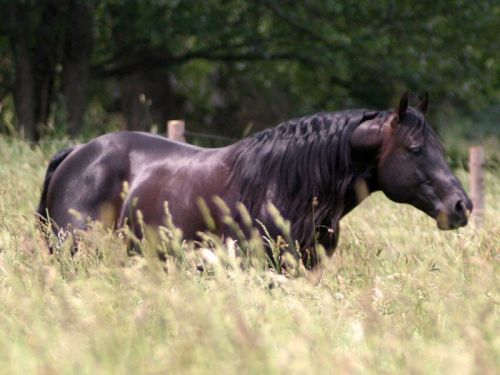 whizard-black-jac-01