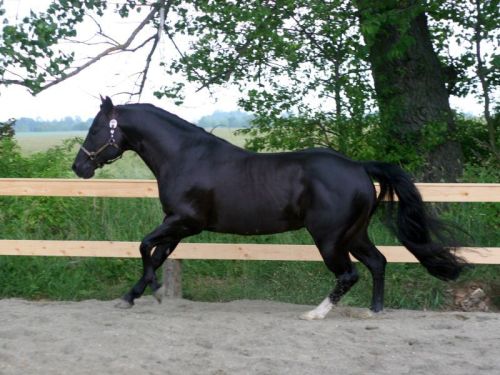 whizard-black-jac-09