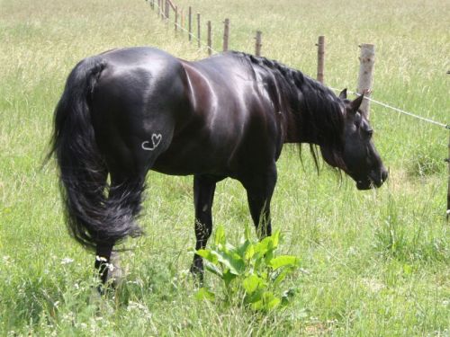 whizard-black-jac-11